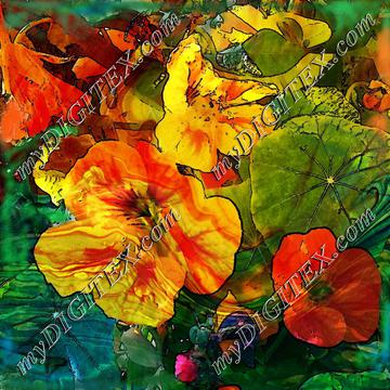 nasturtiums  marbled green edge