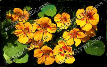 nasturtium photoshop fabric