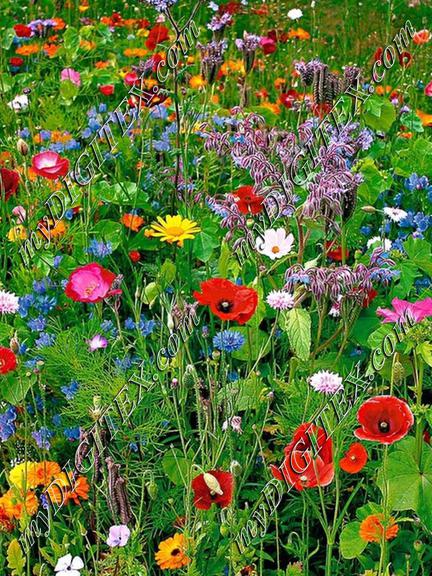 Wilde-bloemen-een-paar-zakjes-wilde-bloemen-zaaien-geeft-dit-mooie.1360181882-van-SterreMaria_yCm6SPU