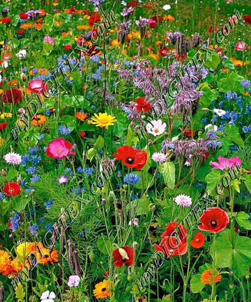 Wilde-bloemen-een-paar-zakjes-wilde-bloemen-zaaien-geeft-dit-mooie.1360181882-van-SterreMaria_yCm6SPU